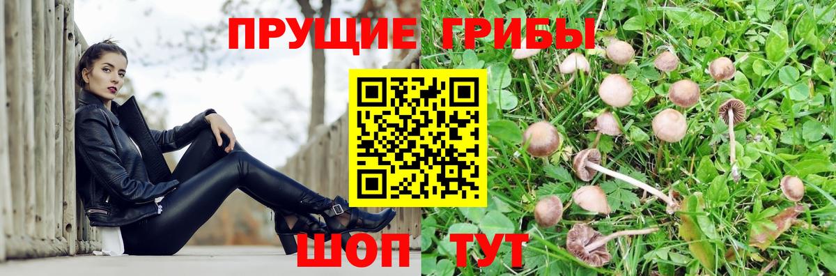 Псилоцибиновые грибы Cubensis Мичуринск